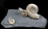 Iridescent Ammonite Fossils Mounted In Shale - x #38220-1